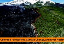 Colorado Forest Fires, Climate Change, and River Health