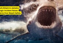 Shark Attack in Jamaica Tragic Incident Raises Concerns Over Beach Safety